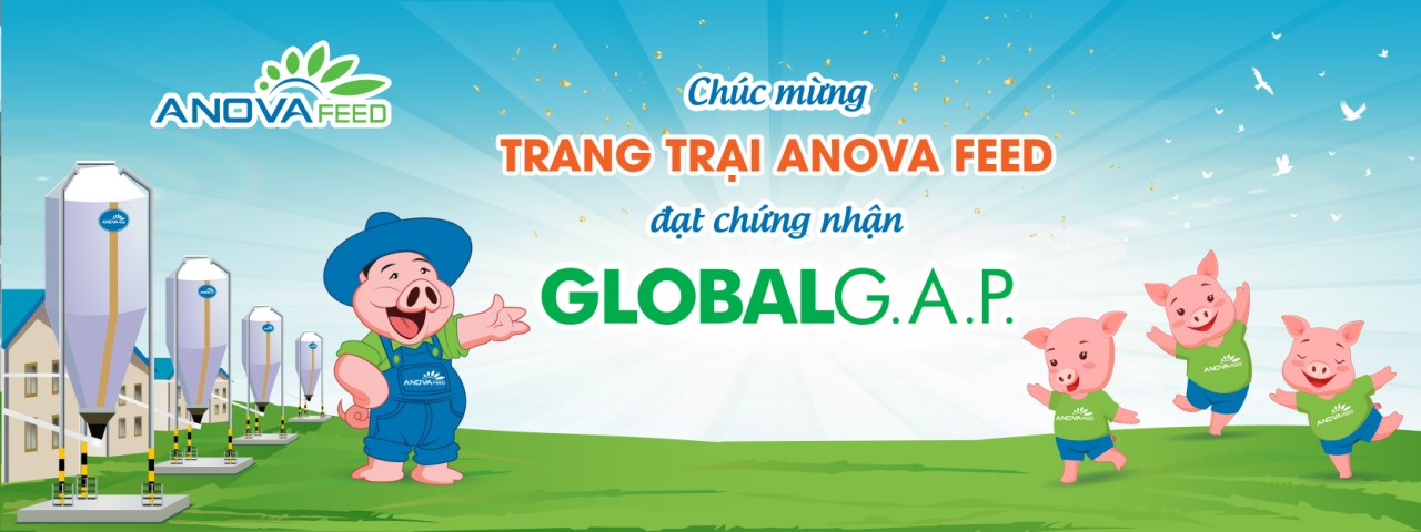 Chúc mừng trang trại heo Anova Feed đạt chuẩn GlobalG.A.P